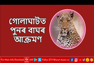 Leopard attack in Golaghat