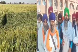 Unseasonal rain has destroyed the ripe crop in Amritsar, farmer leaders appealed