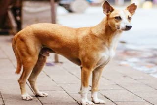 Bhopal Dog Beating