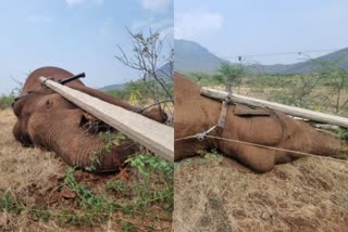 Wild elephant dies of electrocution in Coimbatore