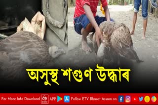 Sick vulture found in Majuli