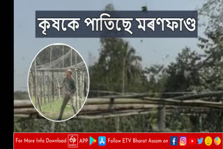 Birds death in Net at Dalgaon