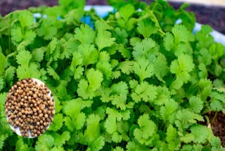 Benefits of Coriander