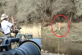 Tourists see three cubs of tigress Shakti