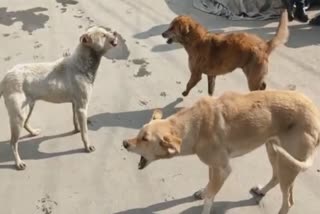 stray-dogs-injures-minor-girl-in-kupwara