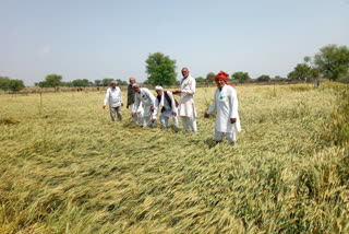 Crops damaged in Bhiwani