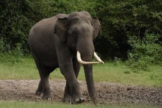 an Elephant Attack a Ration Shop to eat Rice and Flour in Jalpaiguri