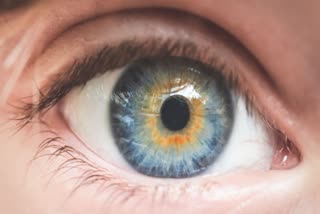 Metabolites regulating eye colour could impact retinal health: Study