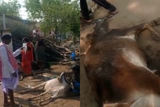 more-than-ten-cattle-died-after-eating-stale-food-in-gurmatkal