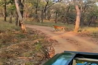 Tiger came in front of Gypsy in Satpura Tiger Reserve Madai