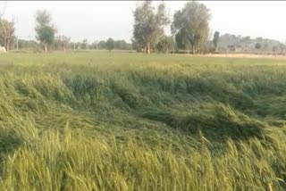 crop wasted due to rain and hailstorm in alwar