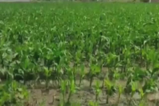 Due to rain in Jalandhar, farmers' wheat crop has been damaged