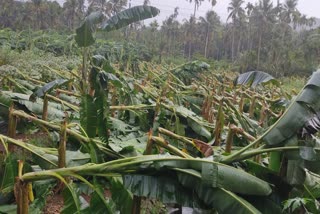 Hurricane in Thrissur  Banana plants destroyed in Thrissur  Banana plants destroyed in Hurricane  Hurricane  തൃശൂരില്‍ വീശിയടിച്ച് മിന്നല്‍ ചുഴലി  വാഴ കൃഷിയ്‌ക്ക് വ്യാപക നാശം  കോപ്ലീപ്പാടം  കൊടുങ്ങ  ചുഴലി കാറ്റ്  തൃശൂരില്‍ ചുഴലിക്കാറ്റ്  വേനല്‍മഴ  ചാലക്കുടി  വാഴ കൃഷി