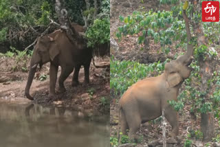 drought in the forest wild animals are wandering in search of food