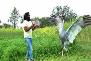 Arif separated from stork Sarus and summoned by forest officials