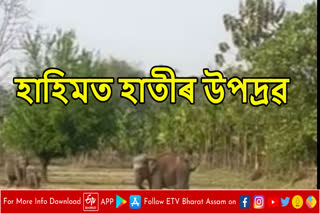 Man Elephant conflict in Assam