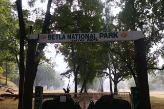 betla-national-park