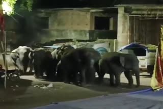 elephants terror