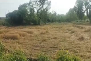 Wheat Crop Damage by Rain in Udham Singh Nagar