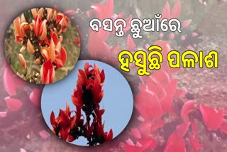 palash flower in subarnapur