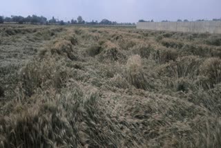 Farmers crop wasted in Faridabad