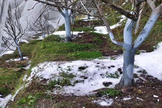 rain and snowfall in shimla