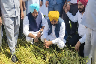 Chief Minister announces 25 percent increase in compensation for crop damage