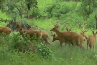 madhya-pradesh-19-swamp-deer-brought-from-kanha-national-park-and-released-into-the-enclosures-at-magadhi-zone-in-bandhavgarh