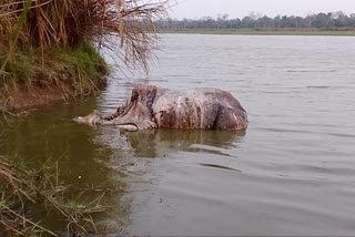 Rhino Killed in Kaziranga National Park