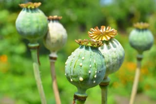 opium seized in hisar