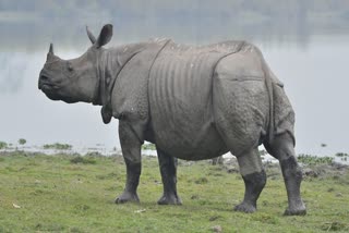 Rhino poaching in Kaziranga National Park