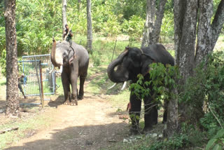 mission arikkomban updation  mission arikkomban  operation arikkomban  wild elephant attack  arikkomban  elephant attack  kumki elephant  അരിക്കൊമ്പൻ ദൗത്യം  അരിക്കൊമ്പൻ  കുങ്കിയാനകൾ  അരിക്കൊമ്പൻ ദൗത്യത്തിനെത്തിയ കുങ്കിയാനകൾ  കാട്ടാന ആക്രമണം  അരിക്കൊമ്പനെ പിടികൂടൽ  ഡോക്‌ടർ അരുൺ സക്കറിയ