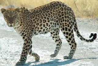 leopard attack in nuapada