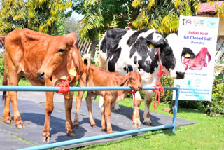 cloned Gir cow calf born in Karnal