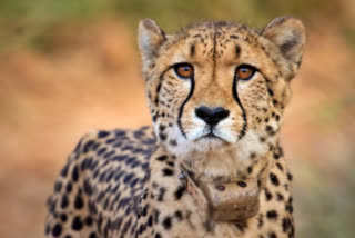 female Cheetah