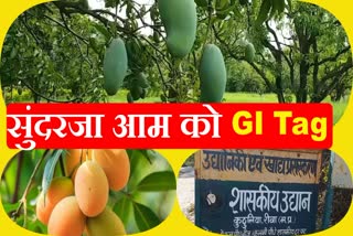 rewa sunderja mango got gi tag