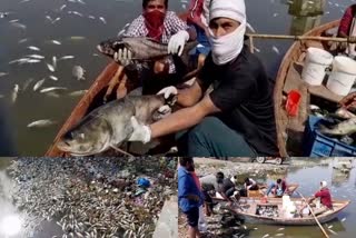 Suddenly thousands of dead fish found in lake