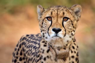 ನಮೀಬಿಯಾದ ಹೆಣ್ಣು ಚೀತಾ ಸಾವು Cheetah  Namibian female cheetah dies of kidney infection