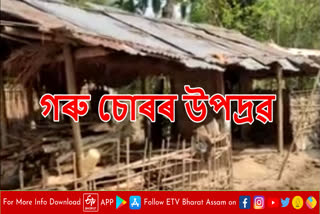 Menace of cattle thieves at Kaliabor