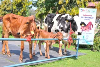 Indias First Cloned Gir Calf: દેશની ગીર જાતિની ગાયના પ્રથમ ક્લોન વાછરડાનો થયો જન્મ