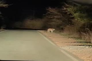 leopard seen walking in shivpuri