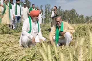 crop damaged due to rain in haryana