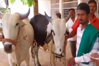 farmer-offered-to-give-his-two-oxen-as-a-bribe