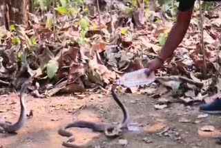 cobra snake drinking water while queuing up