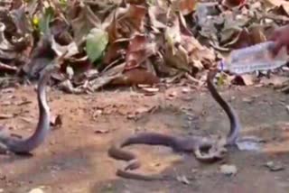 cobra-snake-drinks-water-from-bottle-in-chhattisgarh-viral-video