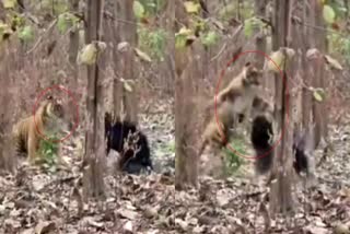 video-of-thrilling-fight-of-tiger-and-bear-in-jim-corbett-national-park