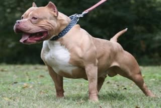 Dhar Pitbull dog Video viral