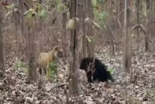 Fight of wild animals in Uttarakhand  കാട്ടില്‍ കരുത്തരുടെ മല്ലയുദ്ധം  കടുവയും കരടിയും മുഖാമുഖം  ഒടുക്കം കരടിക്ക് സംഭവിച്ചത്