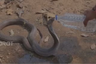 cobra snakes drinking water in chhattisgarh