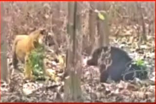 Watch: Bear combats tiger, looses life at Uttarakhand's Jim Corbett National Park